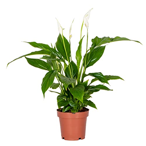 Spathiphyllum 'Torelli' - Friedenslilie - Zimmerpflanze - Luftreinigend – ⌀12 cm - 35-45 cm von Bloomique