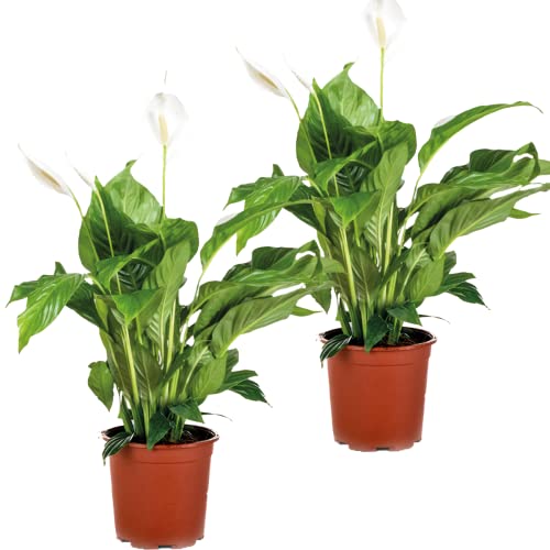 2x Spathiphyllum 'Bingo Cupido' - Löffelpflanze - Zimmerpflanze - Luftreinigend – ⌀17 cm - 65-75 cm von Bloomique