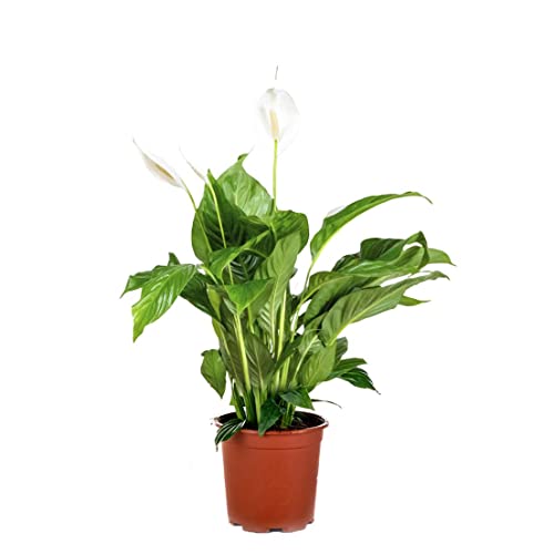 Spathiphyllum 'Bingo Cupido' - Friedenslilie - Zimmerpflanze - Luftreinigend – ⌀17 cm - 65-75 cm von Bloomique