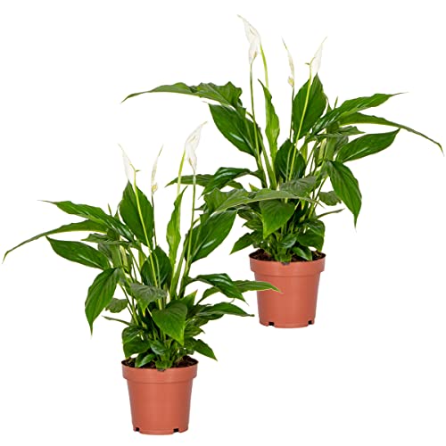 2x Spathiphyllum 'Torelli' - Friedenslilie - Zimmerpflanze - Luftreinigend – ⌀12 cm - 35-45 cm von Bloomique