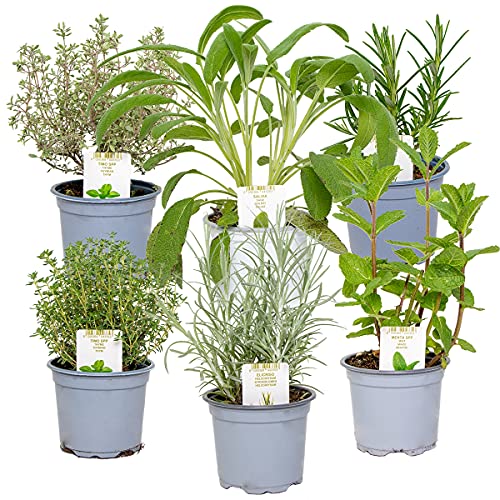 6x Bio Gartenkräuter Mix - Gartenpflanzen Mix - Küchenkräuter – ⌀9 cm - 10-15 cm von Bloomique