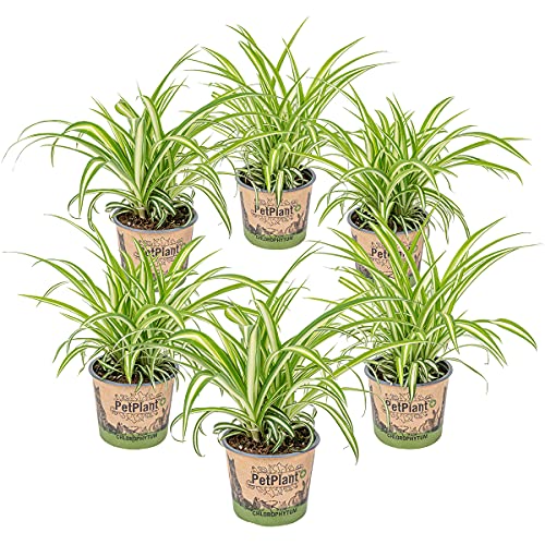 Graslelie | Chlorophytum 'Variegatum' pro 6 Stück - PetFriendly - Kamerplant ⌀12 cm - 25 cm von Bloomique