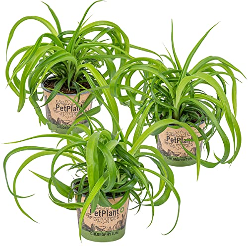 Graslilie | Chlorophytum 'Green Bonnie' 3 Stück - PetFriendly - Zimmerpflanze ⌀12 cm - 25 cm von Bloomique