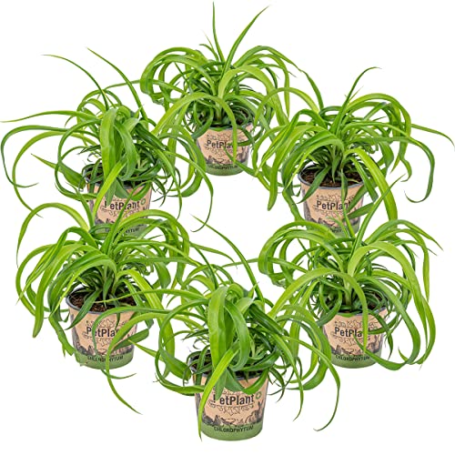 Graslilie | Chlorophytum 'Green Bonnie' 6 Stück - PetFriendly - Zimmerpflanze ⌀12 cm - 25 cm von Bloomique