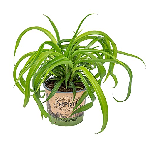 Graslilie | Chlorophytum 'Green Bonnie' pro Stück - PetFriendly - Zimmerpflanze ⌀12 cm - 25 cm von Bloomique