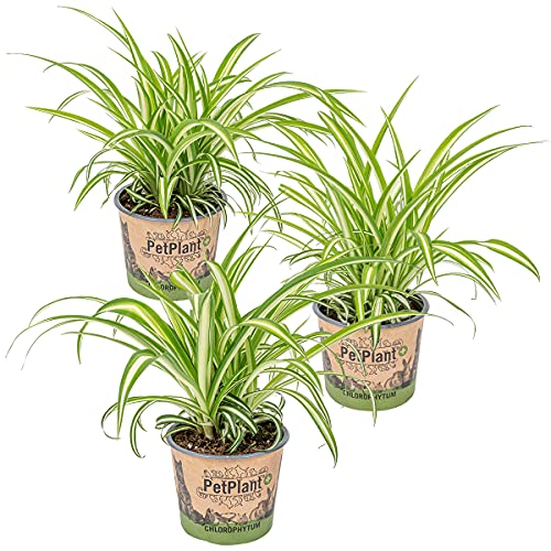 Graslilie | Chlorophytum 'Variegatum' pro 3 Stück - PetFriendly - Zimmerpflanze ⌀12 cm - 25 cm von Bloomique