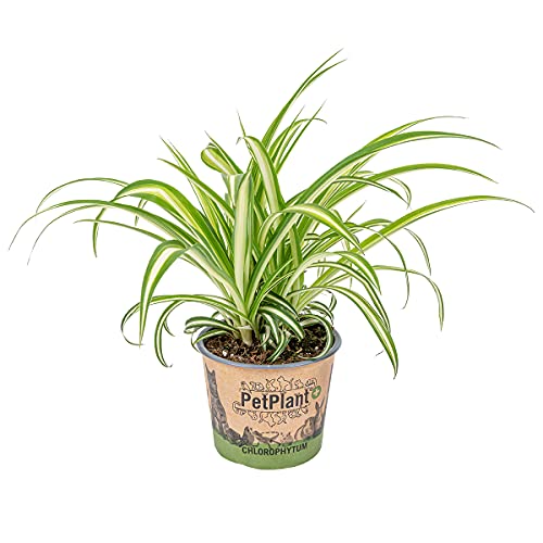 Graslilie | Chlorophytum 'Variegatum' pro Stück - PetFriendly - Zimmerpflanze ⌀12 cm - 25 cm von Bloomique