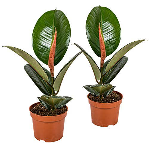 Gummibaum | Ficus 'Robusta' pro 2 Stück - Zimmerpflanzen im Dressingtopf cm12 cm - 35 cm von Bloomique