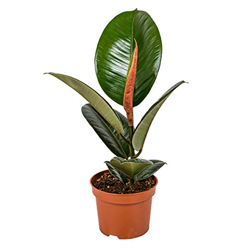 Bloomique - Ficus Elastica Robusta - Gummibaum - Zimmerpflanzen - Luftreinigend - pflegeleicht - Höhe 30-40 cm - Topf 12 cm von Bloomique
