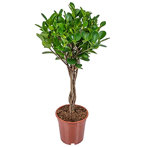 Kautschukfabrik | Ficus Microcarpa 'Moclame' pro Stück - Zimmerpflanze im Zuchttopf cm17 cm - 70-80 cm von Bloomique
