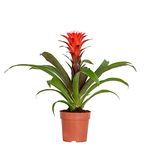 Guzmania Hope – Röhrenpflanze – Zimmerpflanze – Pflegeleicht – ⌀12 cm – 35-45 cm von Bloomique