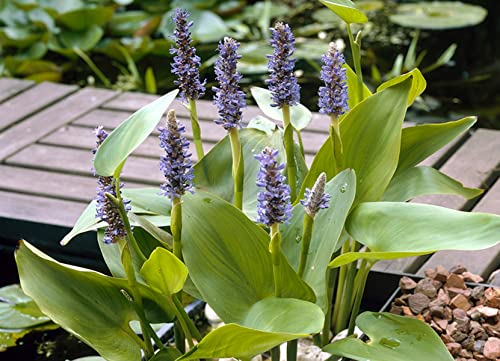 Hechtkraut | Pontederia 'Cordata' - Teichpflanze im Gartentopf ⌀9 cm - 15 cm von Bloomique