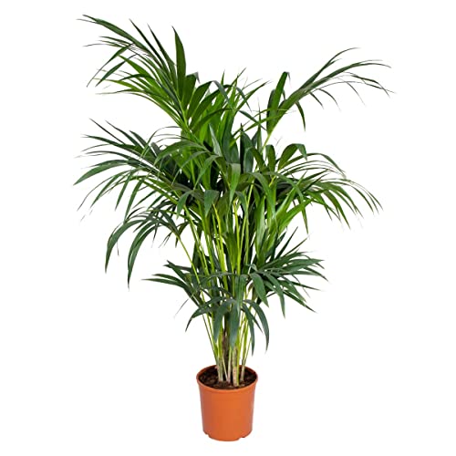 Howea Forsteriana - Kentia Palme Zimmerpflanze - Palme im Topf - Luftreinigend - Pflanzen Palme - Kentia Palme groß – ⌀24 cm - 120-130 cm von Bloomique