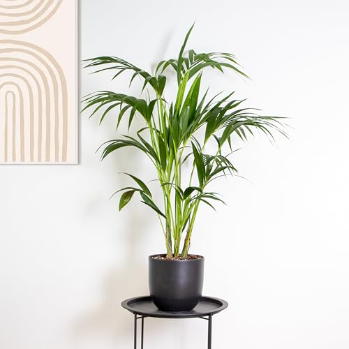 Bloomique - Howea Forsteriana - Kentia Palme - Zimmerpflanzen - Pflegeleicht - Haustierfreundlich - Höhe 120-130 cm - Topf 24 cm von Bloomique
