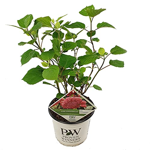 Bloomique - Hydrangea Pink Annabelle - Hortensie - Rosa - Gartenpflanzen - Winterhart - 40-50 cm Hoch - Topf 19 cm von Bloomique