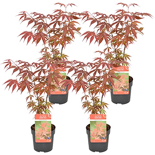 Bloomique - Acer Atropurpureum - 4 Stücke - Winterharte Pflanzen - Japanischer Ahorn - Baum - Gartenpflanzen Winterhart - Topf 10,5 cm - Lieferhöhe 30 cm von Bloomique