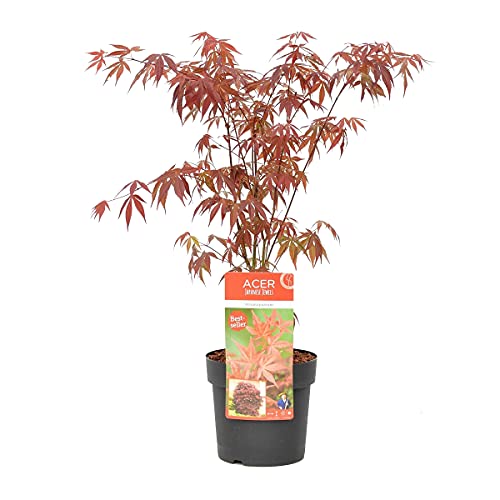 Acer palmatum 'Atropurpureum' - Japanischer Ahorn - Strauch - Winterhart – ⌀19 cm - 55-65 cm von Bloomique