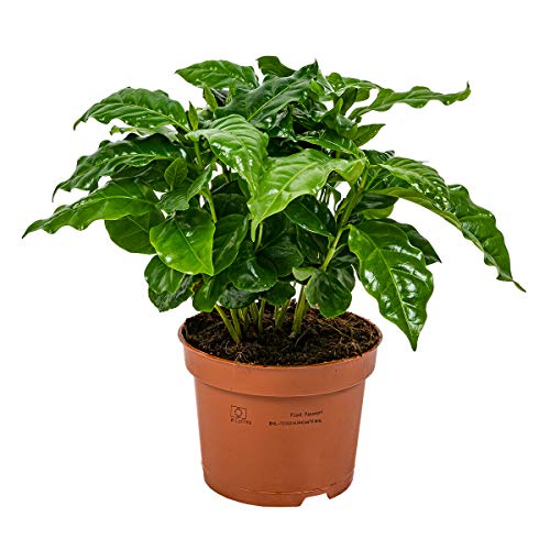 Kaffeepflanze | Coffea Arabica pro Stück - Zimmerpflanze im Kinderzimmertopf cm12 cm - 25 cm von Bloomique