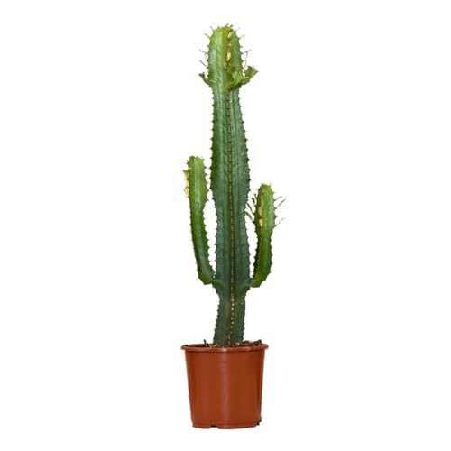 Bloomique - Euphorbia Acrurensis Zimmerpflanze - Kaktus Zimmerpflanzen - Topfpflanzen echt - Grünpflanzen Luftreinigend - Pflanzen Höhe +/- 60cm inkl. Topf Ø17cm - Indoor plants von Bloomique