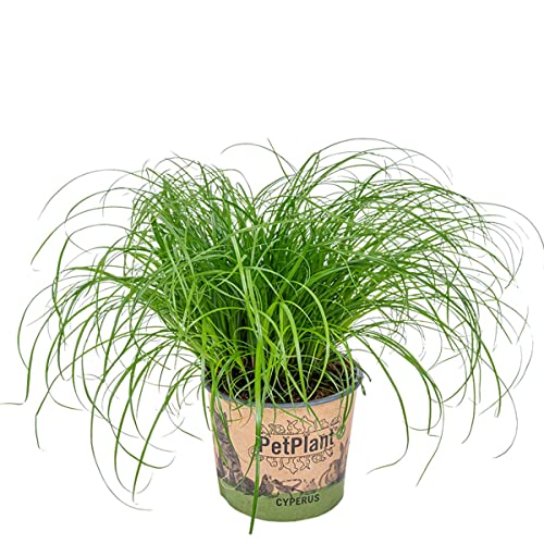 Cyperus alternifolius 'Zumula' - Katzengras - Haustierfreundlich – ⌀12 cm - 20-25 cm von Bloomique