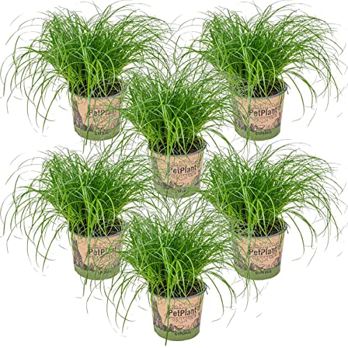 Bloomique - 6er Set - Cyperus Zumula - Katzengras Fertig Gewachsen - Zimmerpflanzen - Pflegeleicht - Haustierfreundlich - Höhe 20-30 cm - Topf 12 cm von Bloomique