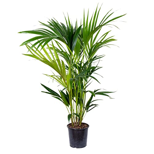 Howea Forsteriana - Kentia Palme Zimmerpflanze - Palme im Topf - Luftreinigend - Pflanzen Palme - Kentia Palme groß – ⌀19 cm - 90-100 cm von Bloomique