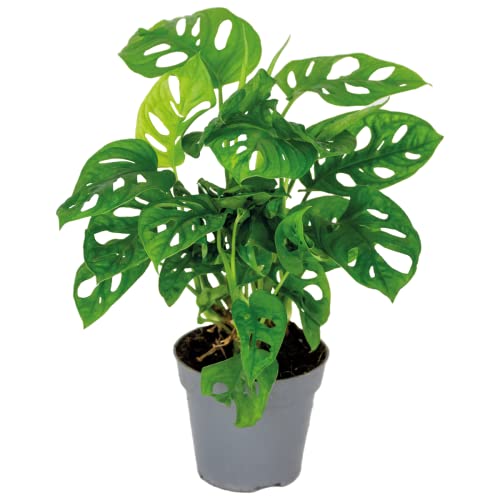 Monstera adansonii 'Monkey Leaf' - Lochpflanze - Luftreinigende Zimmerpflanzen - Monstera Pflanze - Hängepflanze echt - Kletterpflanzen Zimmer – ⌀12 cm - 20-25 cm von Bloomique