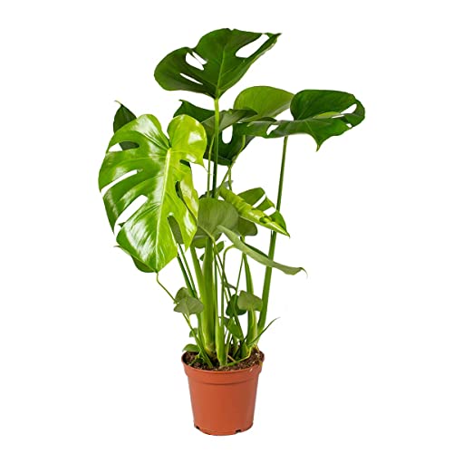Monstera Deliciosa - Lochpflanze - Zimmerpflanzen groß - Luftreinigend - Pflegeleichte Zimmerpflanzen - Große Pflanze – ⌀17 cm - 50-60 cm von Bloomique
