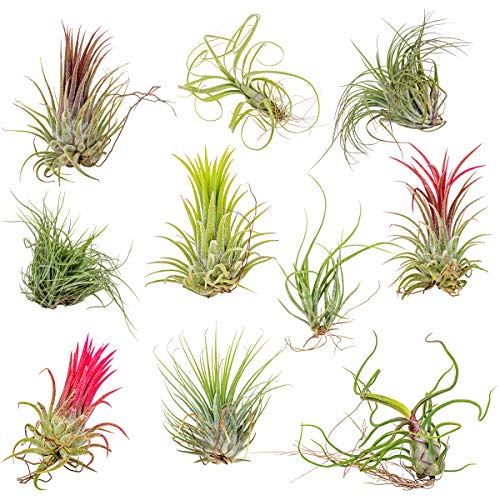 10x Tillandsia Mix - Luftpflanzen - Zimmerpflanze - Pflegefreundlich von Bloomique