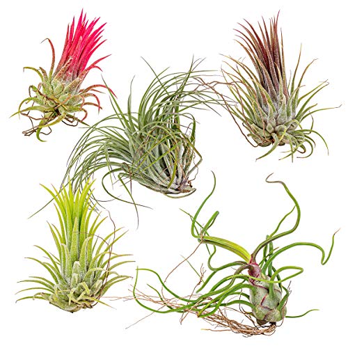 5x Tillandsia Mix - Luftpflanzen echt - Quallenpflanzen - Zimmerpflanze - Tilansienpflanze - Pflegefreundlich von Bloomique