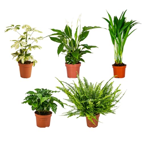 Bloomique – Luftreinigende Zimmerpflanzen Mischung – 5er-Set – Mit Spathiphillium, Coffea Arabica, Nephrolepis Green Lady, Dypsis Lutescens, Schefflera – ⌀12 cm - 25-45 cm von Bloomique