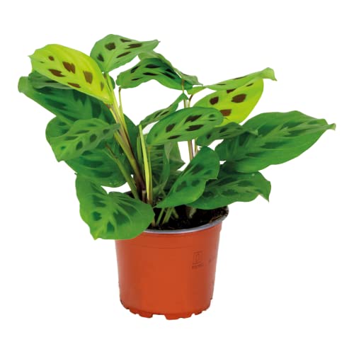 Bloomique - Maranta Kerchoveana - Gebetspflanze - Zimmerpflanzen - Luftreinigend - Höhe 10-15 cm - Topf 12 cm von Bloomique
