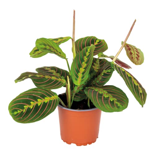 Maranta Tricolor – Gebetspflanze – Zimmerpflanze – Luftreinigend – ⌀12cm –10-15 cm von Bloomique