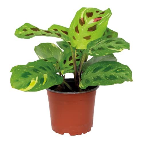 Maranta Variegata – Gebetspflanze – Zimmerpflanze – Luftreinigend – ⌀12cm –10-15 cm von Bloomique