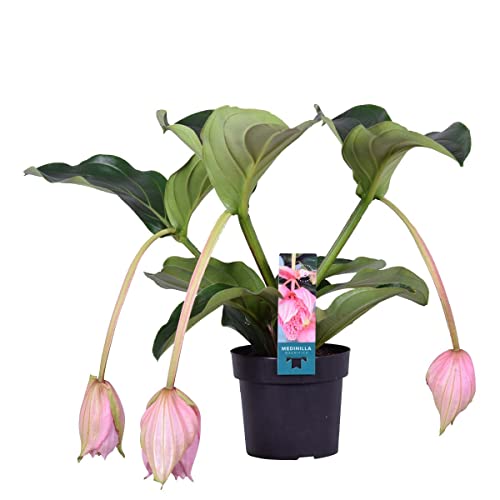 Medinilla magnefica – Sprühblume – Zimmerpflanze – Pflegeleicht – ⌀17 cm - 50-60 cm von Bloomique