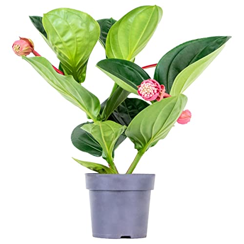 Medinilla magnifica 'Flamenco' – Sprühblume – Zimmerpflanze – Pflegeleicht – ⌀17 cm – 50-60 cm von Bloomique