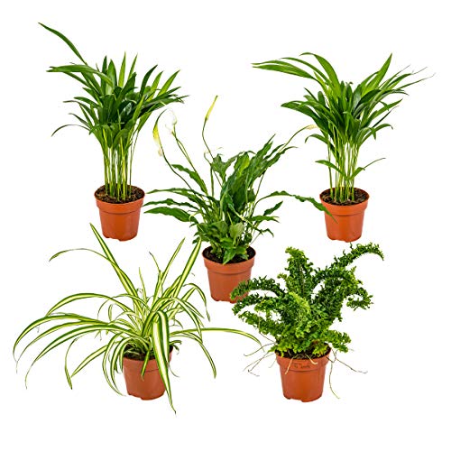 5x Pflanzen Set - Luftreinigende Zimmerpflanzen - Pflanzen echt - Zimmerpflanzen groß – Dracaena - Dypsis - Chamaedorea - Chlorophytum - Asplenium –⌀12 cm - 20-45 cm von Bloomique