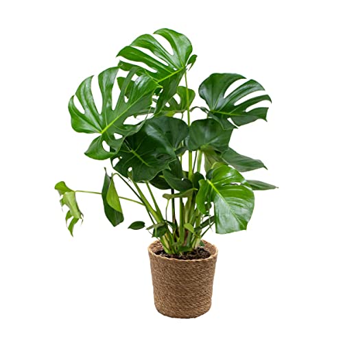 Bloomique Monstera Deliciosa Inkl. Seegraskorb - Luftreinigend - ⌀21 cm - 70-80 cm, Grün von Bloomique