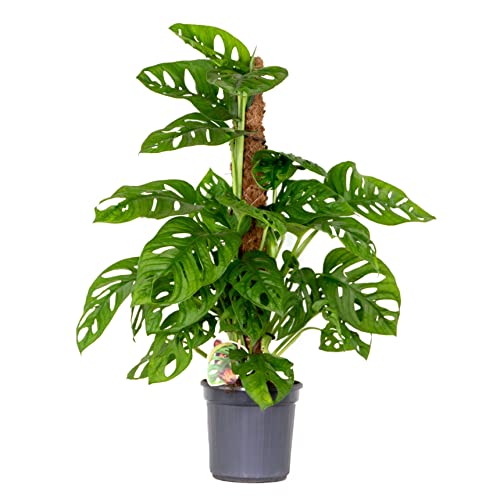 Monstera 'Monkey Leaf' Moosstab - Lochpflanze - Zimmerpflanze - Luftreinigend – ⌀17 cm - 75-80 cm von Bloomique