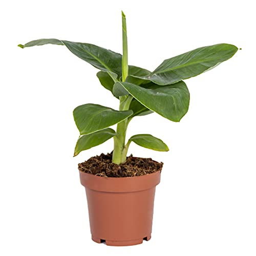 Musa 'Oriental Dwarf - Bananenpflanze - Zimmerpflanze - Luftreinigend - ⌀12 cm - 20-25 cm von Bloomique