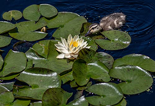 Nymphaea 'Marliacea Chormat' – Seerose – Winterhart – Zone 4 – ⌀11 cm - 25-35 cm von Bloomique