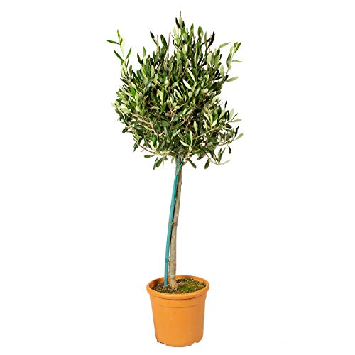 Olea Europaea - Olivenbaum auf Stamm - Winterharte Olivenbäume - Winterharte Pflanzen für Garten und Balkonpflanzen winterhart – ⌀19 cm - 80-90 cm von Bloomique