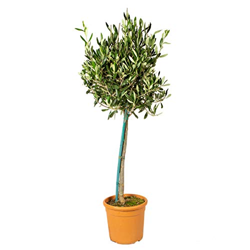 Bloomique - Olea Europaea - Olivenbaum Echt - Gartenpflanzen Winterhart - Höhe 80-90 cm - Topf 19 cm von Bloomique