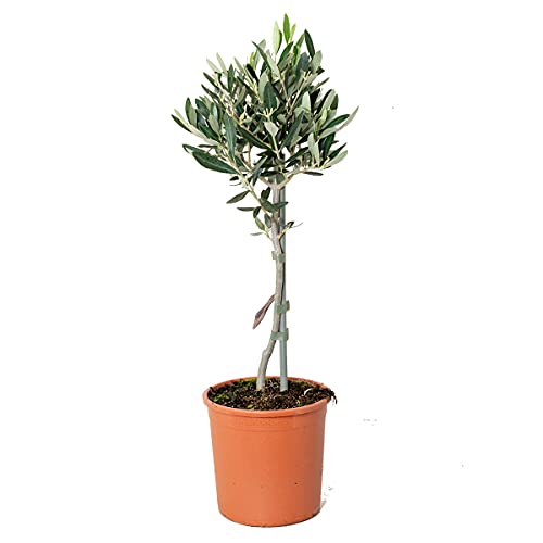 Olea Europaea - Olivenbaum auf Stamm - Baum - Winterhart – ⌀14 cm - 40-50 cm von Bloomique