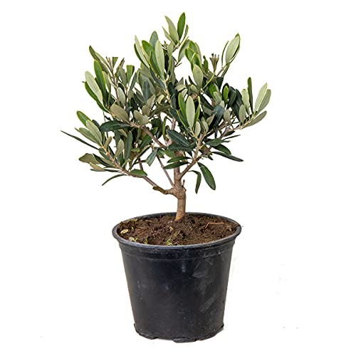 Bloomique - Olea Europaea - Olivenbaum Echt - Gartenpflanzen Winterhart - Höhe 20-30 cm - Topf 14 cm von Bloomique