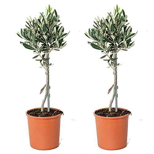 2x Olea europaea - Olivenbaum am Stamm - Mittelmeerbaum - Winterhart – ⌀14 cm - 40-50 cm von Bloomique