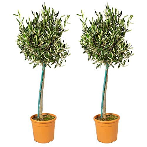 2x Olea Europaea - Olivenbaum am Stamm - Baum - Winterhart – ⌀19 cm - 80-90 cm von Bloomique