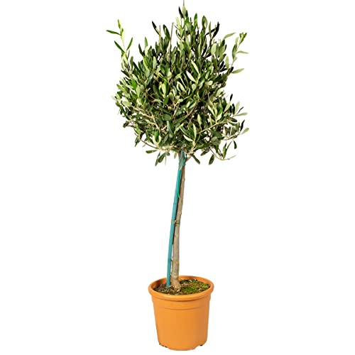 Olea Europaea inkl. PlantGrow-Düngung - Olivenbaum am Stamm - Baum - Winterhart – ⌀19 cm - 80-90 cm von Bloomique
