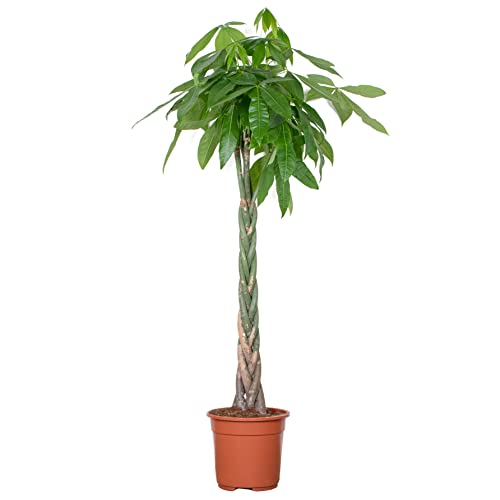 Pachira Aquatica - Geldbaum - Zimmerpflanze - Pflegeleicht – ⌀27 cm - 130-140 cm von Bloomique