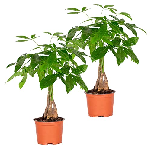 Bloomique - 2er Set - Pachira Aquatica - Glückskastanie - Zimmerpflanzen - Luftreinigend - Pflegeleicht - Höhe 25-35 cm - Topf 12 cm von Bloomique